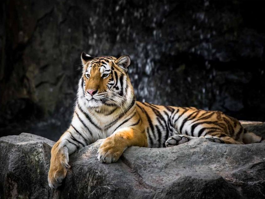 Obrazy - Tygři, Lvi, Kočky